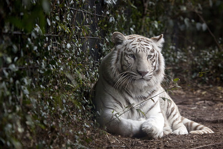 white tiger near green leafed plant