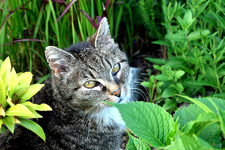 adult silver tabby cat in between plants