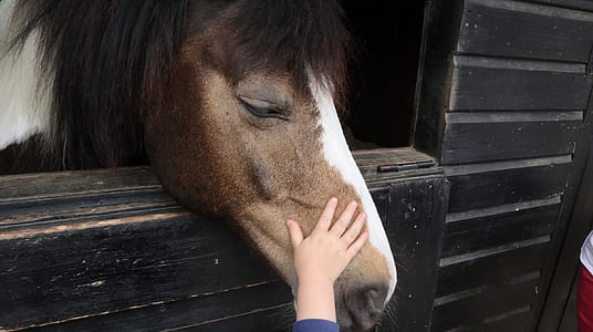 person touching horse face