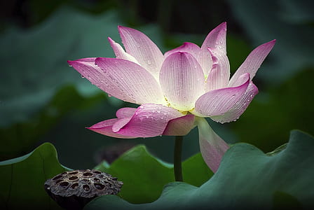 selective focus closeup photo of pink lotus