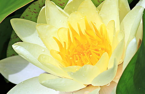 close-up photo of yellow petaled flower with dew drop