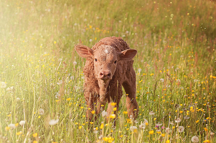 brown cattle surrounded by yellow petaled flowers