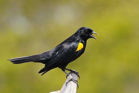 Black and Yellow Crow