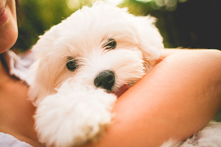 Hugging Maltese Dog Puppy