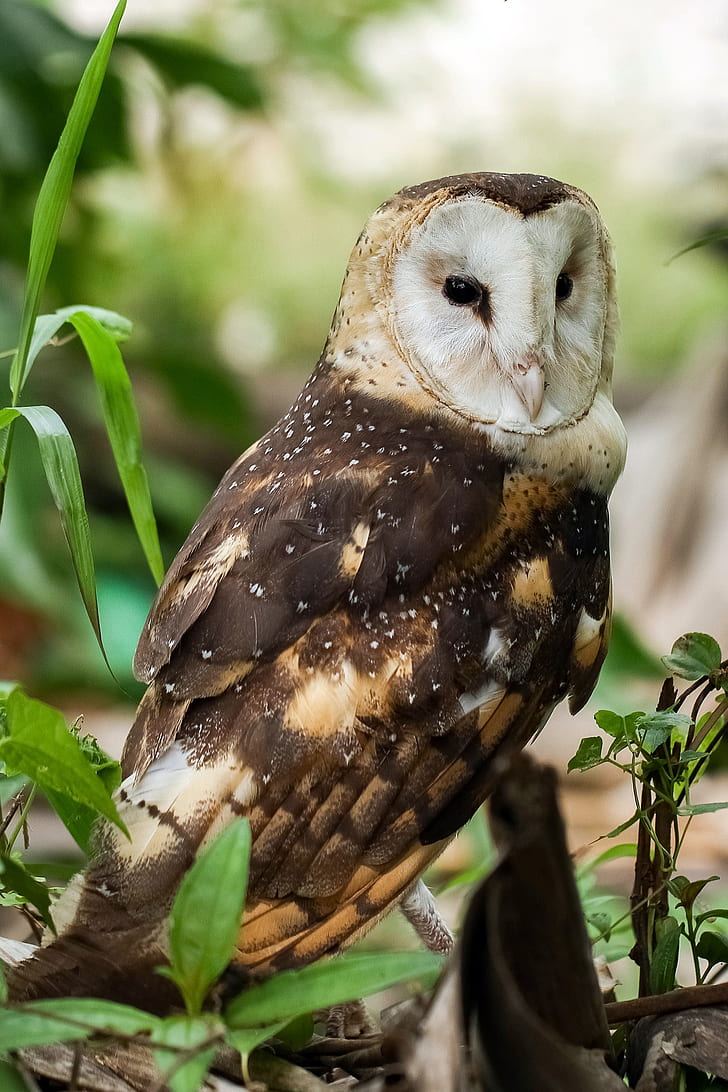 closeup photo of a brown owl