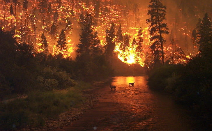 forest fire scenery