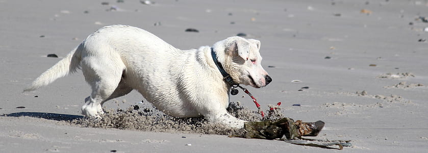 medium short-coated white dog