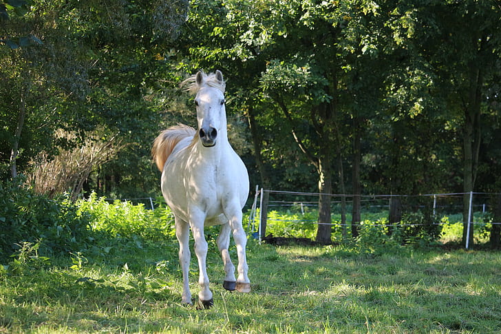 white horse near green leaves trees on green grass field