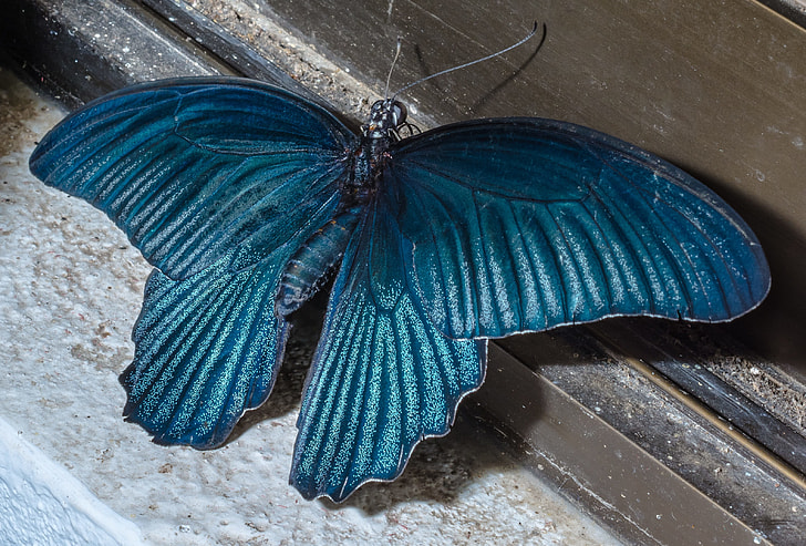 blue butterfly decor