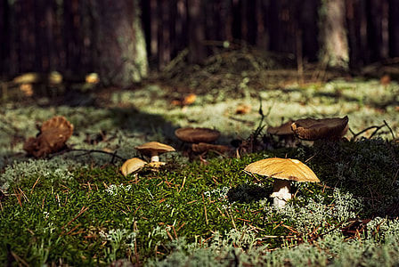 photography of mushrooms