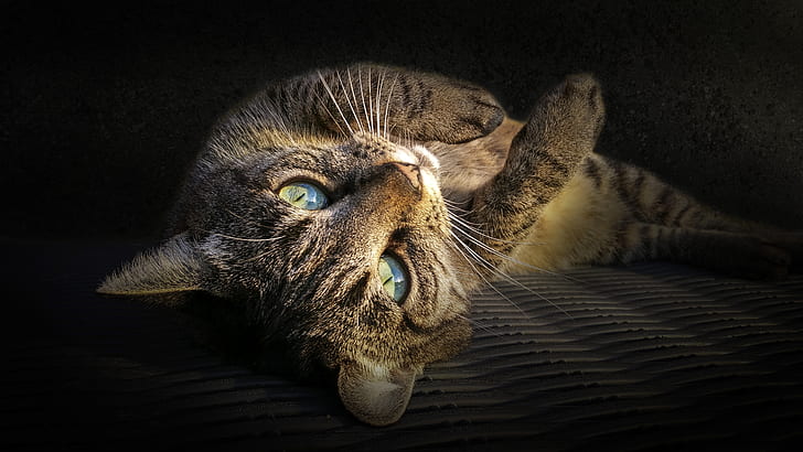focus photography of gray tabby cat