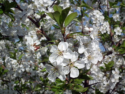 white cherry blossoms blooming at daytime