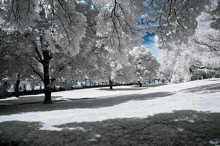 white and gray trees during winter