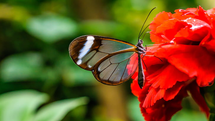 selective focus photography of glasswing butterfly on red flower