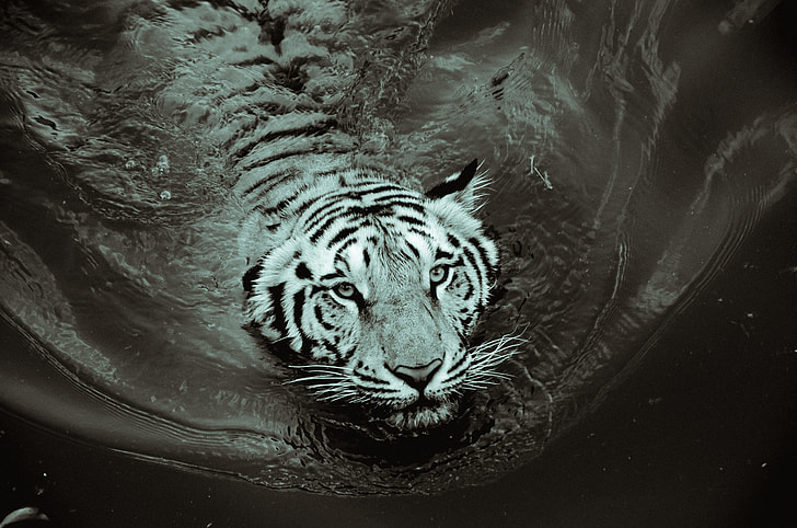 grayscale photo of swimming tiger