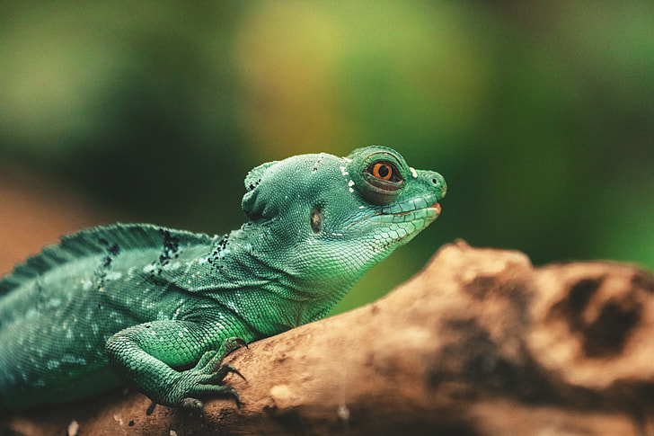Closeup shot of a lizard reptile