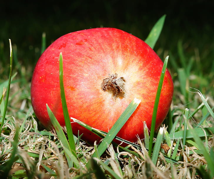 Red Round Fruit on Green Grass