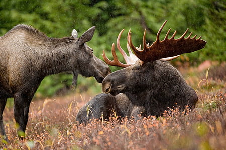 selective photo of grey moose near brown moose