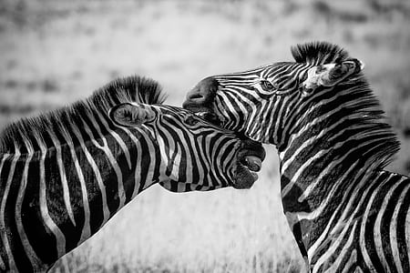 two zebra grayscale photo
