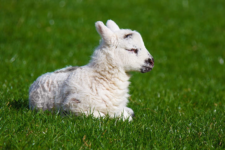 white lamb laying on grass