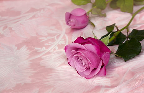 pink rose on top of pink textile