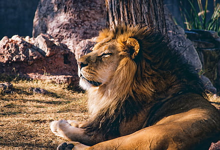 wildlife photography of lion