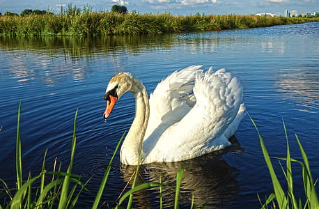 white swan on body of water near vegetation during daytime