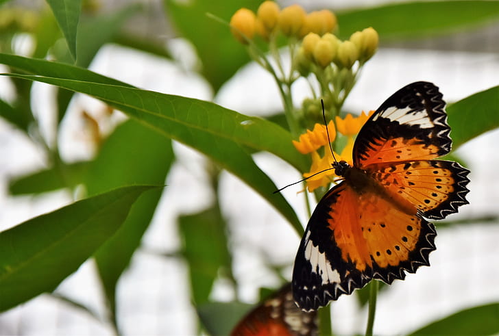 brown and black leopard butterfly on yellow petaled flower
