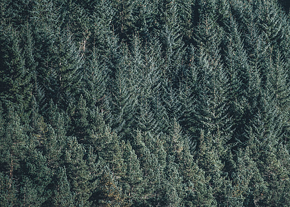 aerial photo of green trees