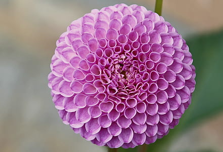 selective focus photography of pink dahlia flower