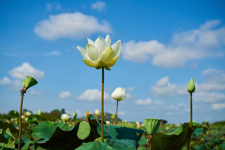 white lotus flower in bloom at daytime