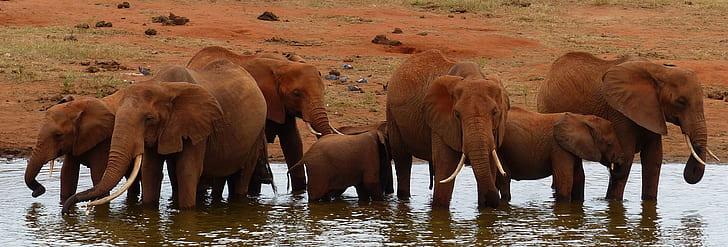 elephants in water near land
