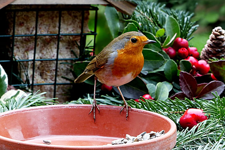focused photo of orange and brown bird perched on brown bowl