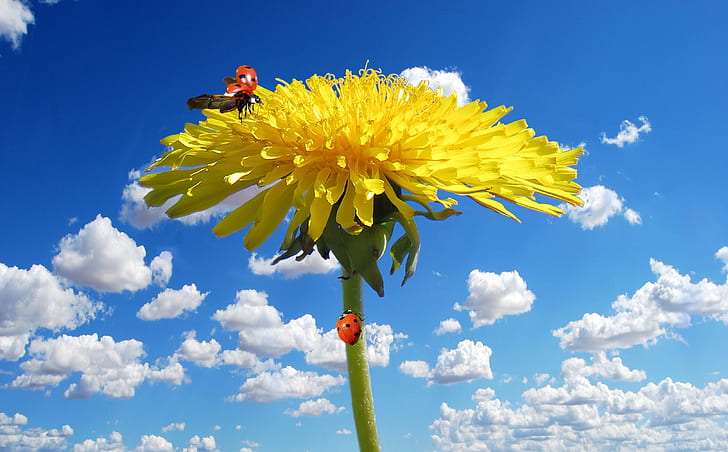red ladybug on yellow petaled flower under cloudy blue sky during daytime