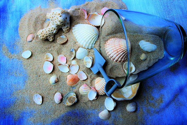 assorted seashells on brown sand