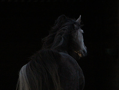black horse with long mane