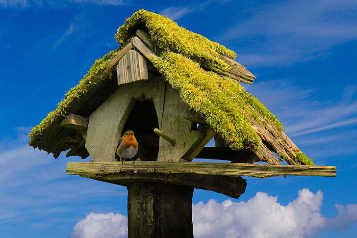 European robin perched on grey wooden birdhouse