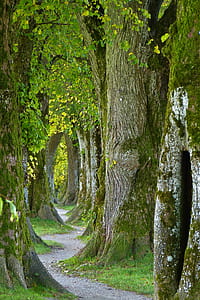 gray pathway between trees