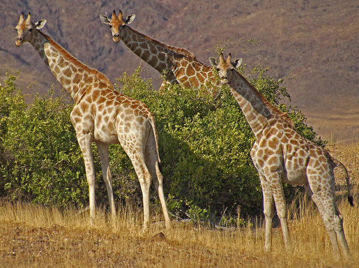 three adult giraffes near green tree