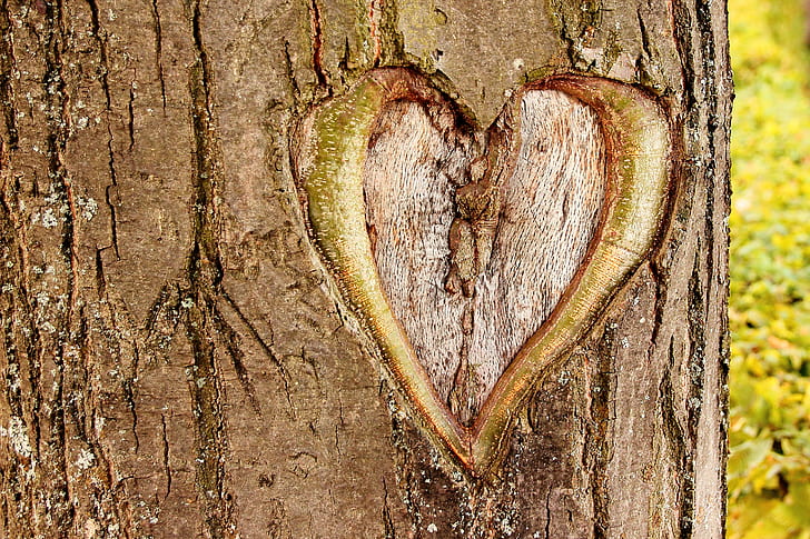 heart on brown tree trunk