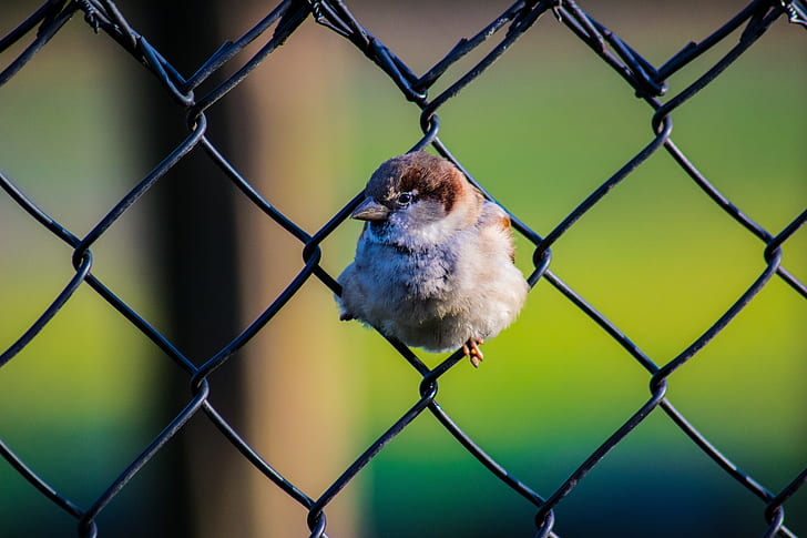 brown bird on chain link fence