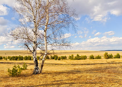 photo of bare tree and dried field