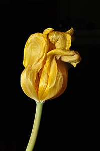 yellow flower with black background