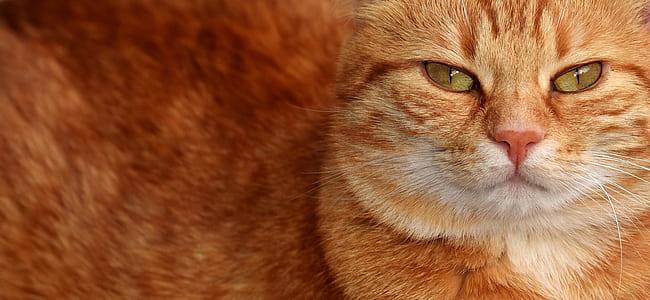 Royalty Free Photo Close up Photo Of Orange Cat PickPik