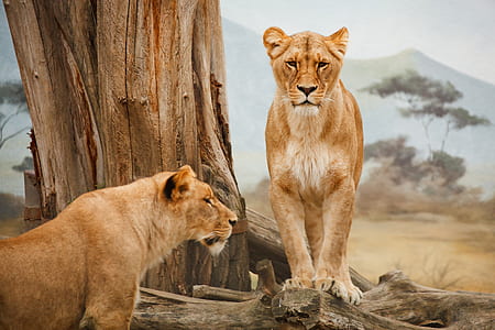 two lioness near tree