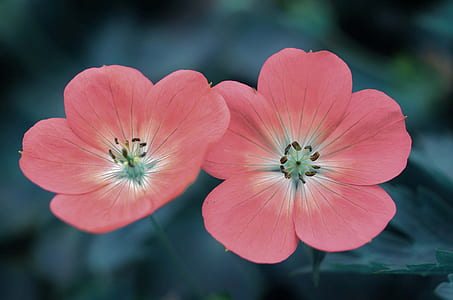 closeup photography of two pink petaled flowers