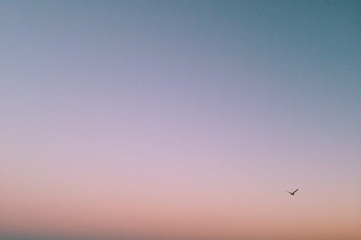 bird flying over the horizon