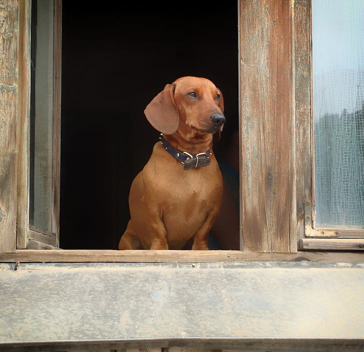 brown dog on window