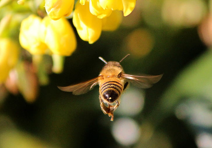 close-up photography of honeybee flying near yellow petaled flowers