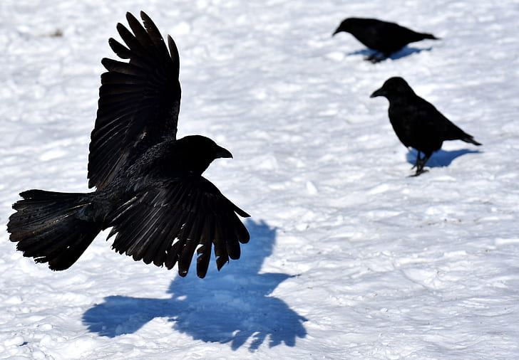 three crows during daytime
